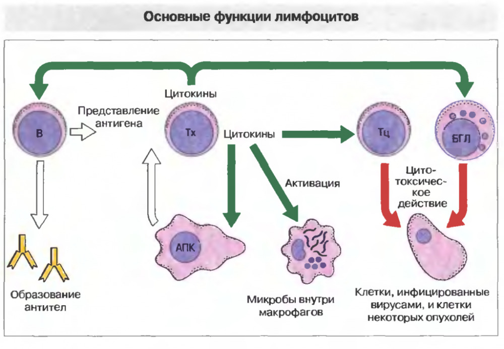 limfocity-norma-u-zhenshchin-po-vozrastu-tablica